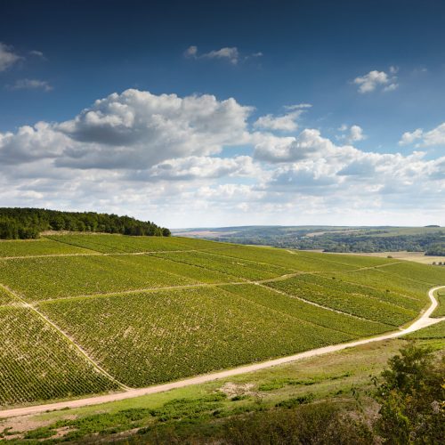 Maison Joseph Drouhin