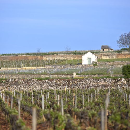 JDrouhin Vignes Avril 2018 (12)