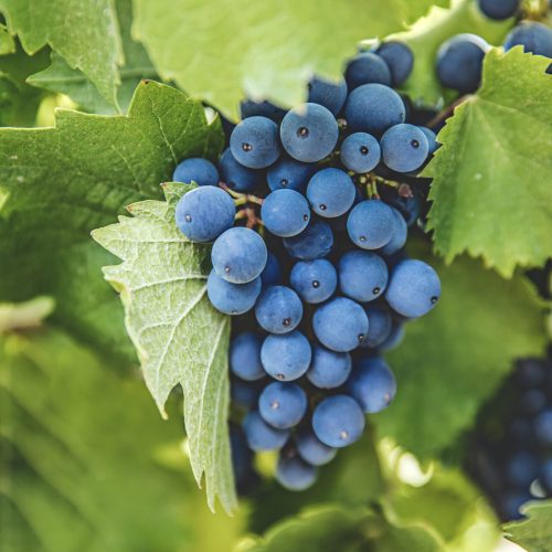 La Celia Vid Malbec 2