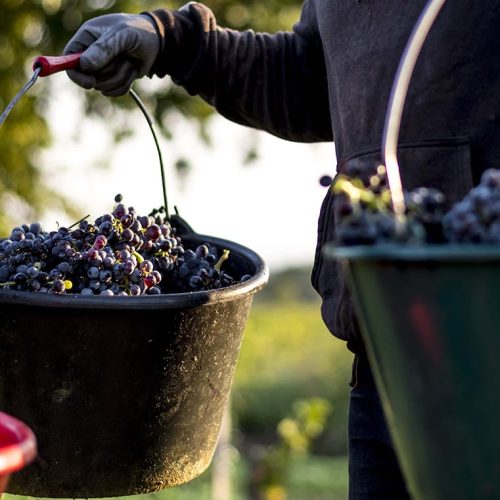 OGIER_VENDANGES_00039