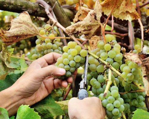 farmers-hands-holding-and-cutting-white-grape-from-the-vines-dur.jpg farmers-hands-holding-and-cutting-white-grape-from-the-vines-dur.jpg